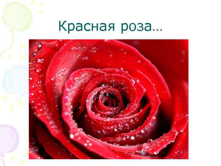 Красная роза… 