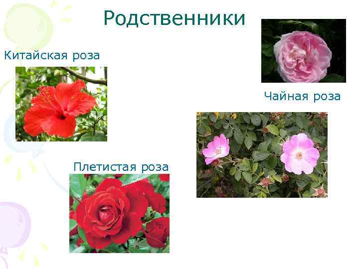Родственники Китайская роза Чайная роза Плетистая роза 