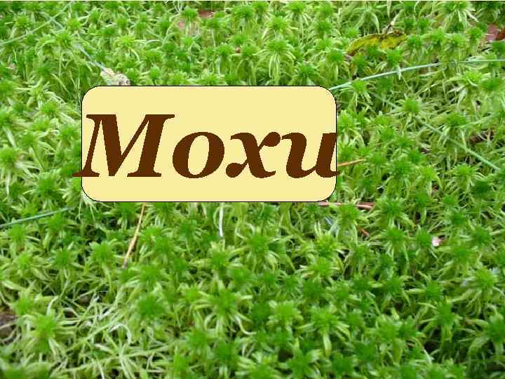 Мохи 