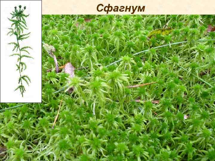 Сфагнум 