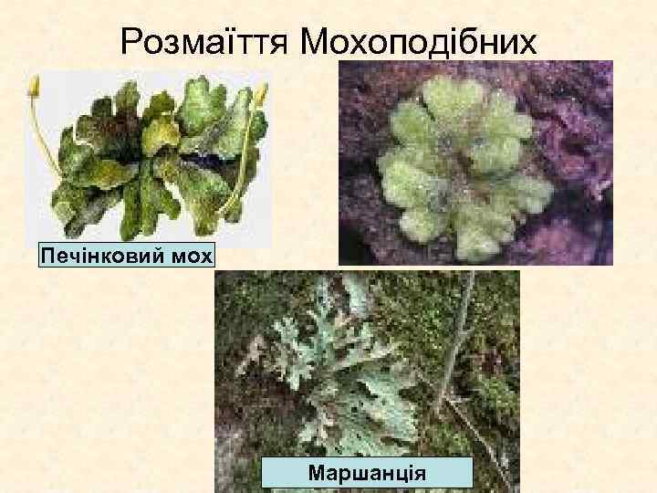 Розмаїття Мохоподібних Печінковий мох Маршанція 