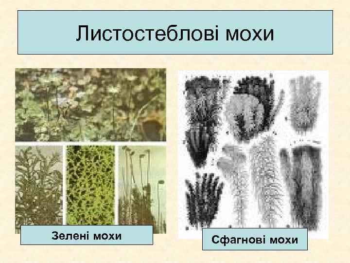 Листостеблові мохи Зелені мохи Сфагнові мохи 