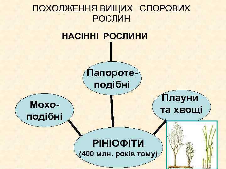 ПОХОДЖЕННЯ ВИЩИХ СПОРОВИХ РОСЛИН НАСІННІ РОСЛИНИ Папоротеподібні Плауни та хвощі Мохоподібні РІНІОФІТИ (400 млн.