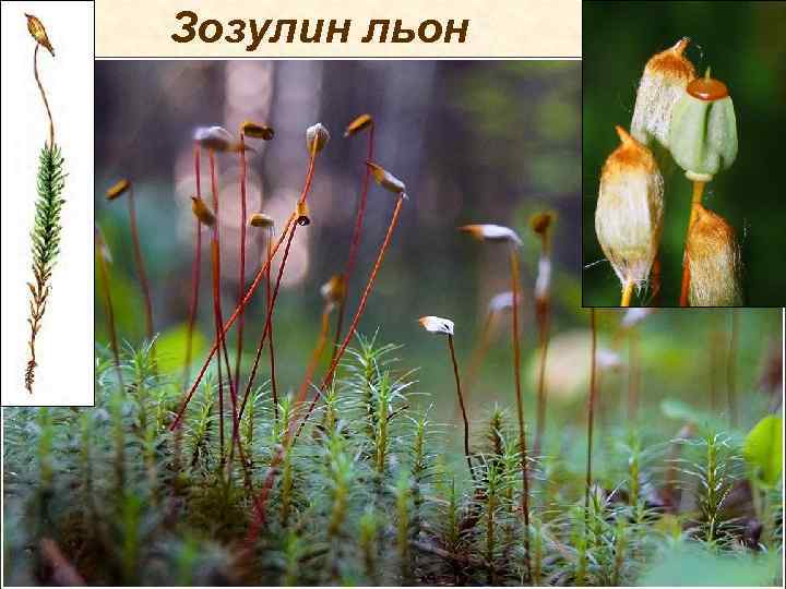 Зозулин льон 