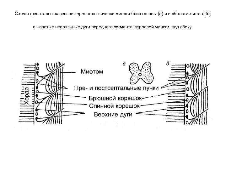 Схемы фронтальных срезов через тело личинки миноги близ головы (а) и в области хвоста