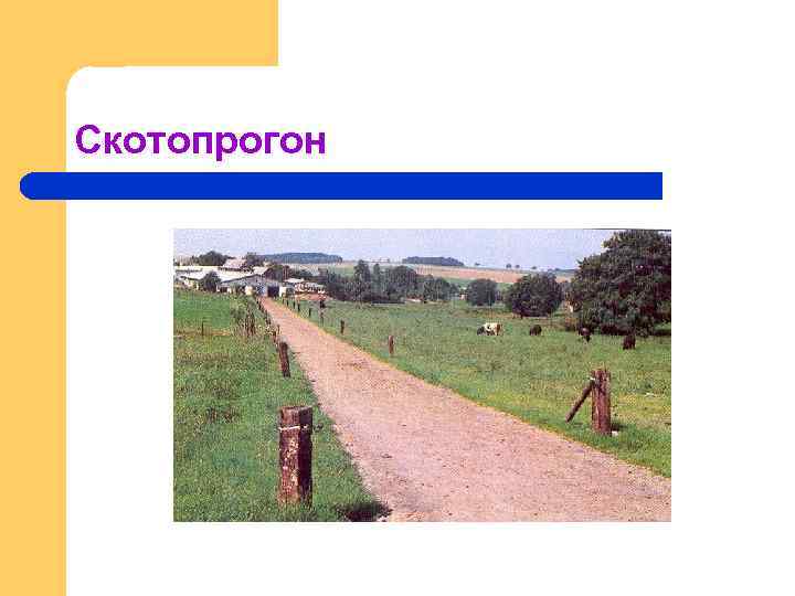 Скотопрогон 