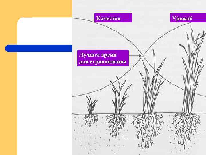 Качество Лучшее время для стравливания Урожай 