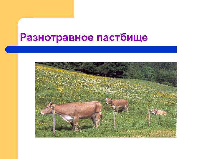 Разнотравное пастбище 