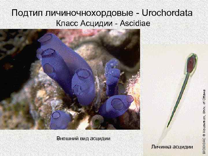 Подтип личиночнохордовые Urochordata Класс Асцидии Ascidiae Внешний вид асцидии Личинка асцидии 