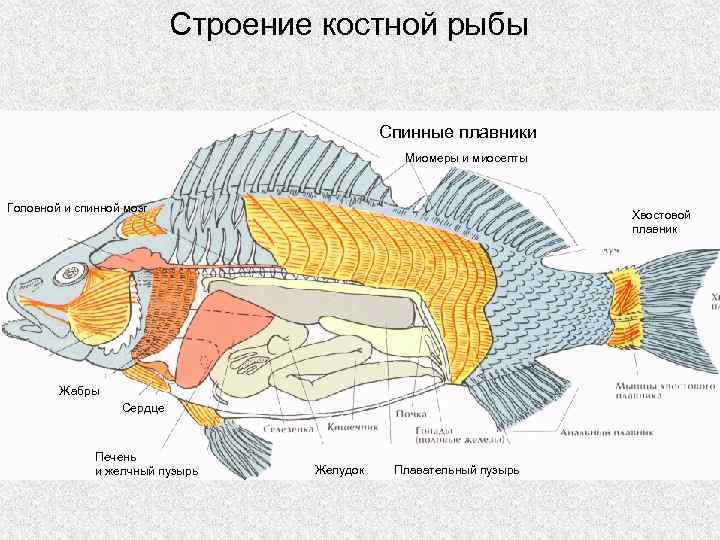 Строение костной рыбы Спинные плавники Миомеры и миосепты Головной и спинной мозг Хвостовой плавник