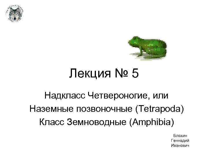 Лекция № 5 Надкласс Четвероногие, или Наземные позвоночные (Tetrapoda) Класс Земноводные (Amphibia) Блохин Геннадий