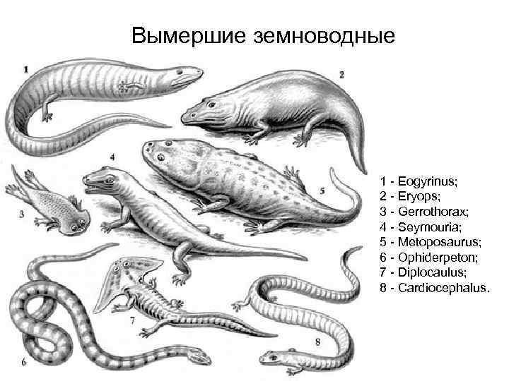 Вымершие земноводные 1 Eogyrinus; 2 Eryops; 3 Gerrothorax; 4 Seymouria; 5 Metoposaurus; 6 Ophiderpeton;