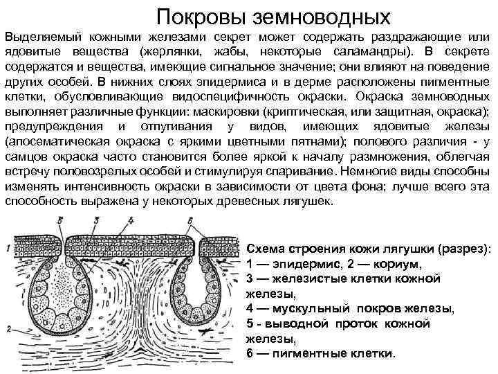 Покровы земноводных Выделяемый кожными железами секрет может содержать раздражающие или ядовитые вещества (жерлянки, жабы,