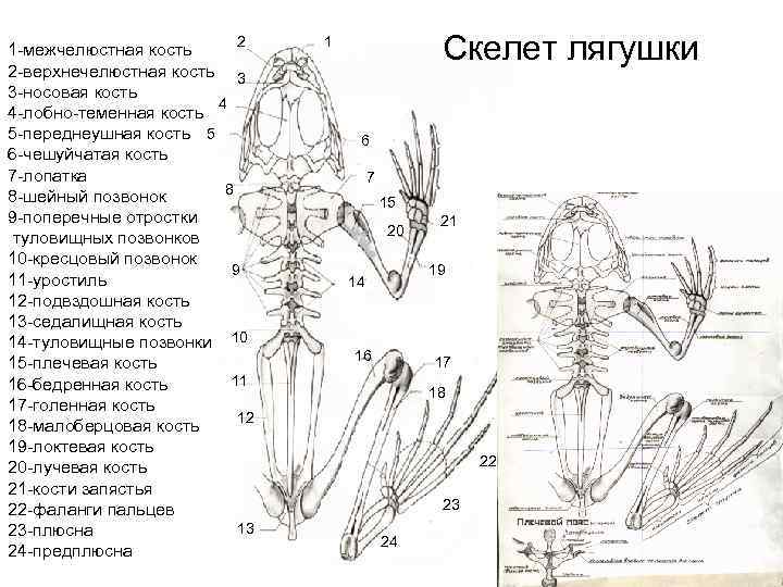 2 1 межчелюстная кость 2 верхнечелюстная кость 3 3 носовая кость 4 4 лобно