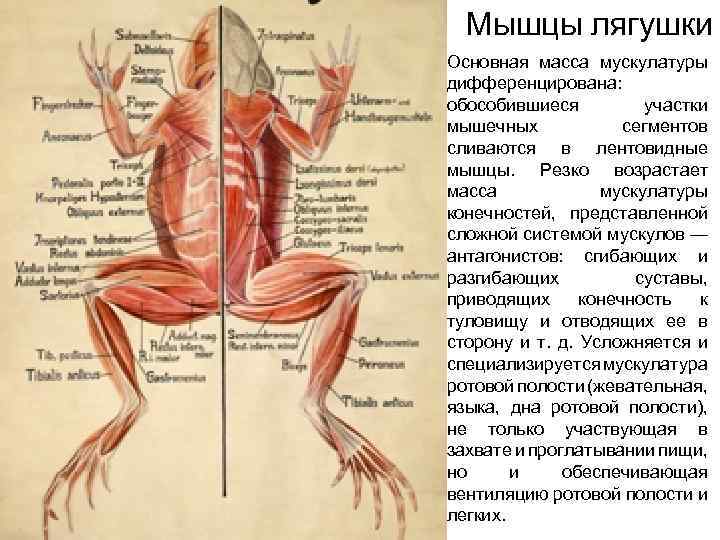 Мышцы лягушки Основная масса мускулатуры дифференцирована: обособившиеся участки мышечных сегментов сливаются в лентовидные мышцы.