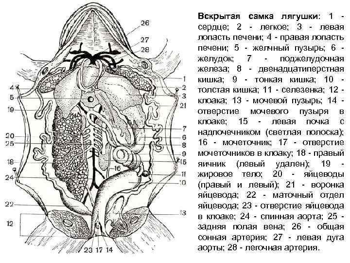 Рассмотрите рисунок напишите название внутренних органов лягушки