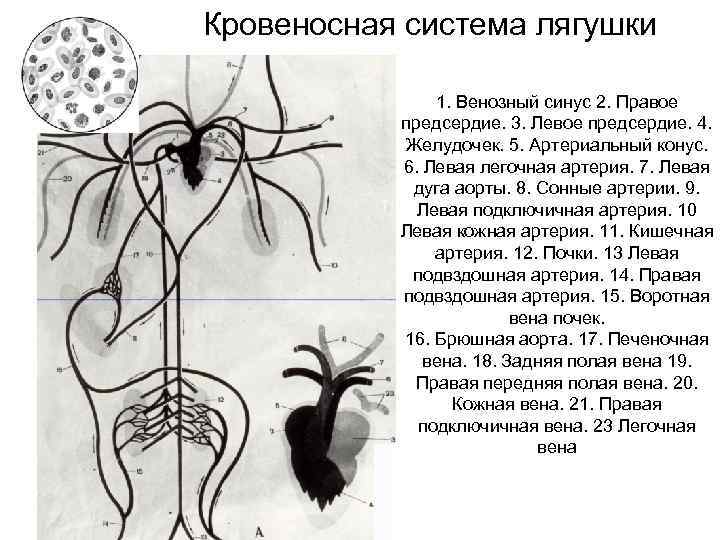 Кровеносная система лягушки 1. Венозный синус 2. Правое предсердие. 3. Левое предсердие. 4. Желудочек.