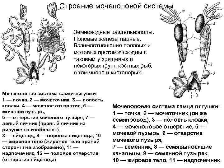 Строение мочеполовой системы у женщин схема