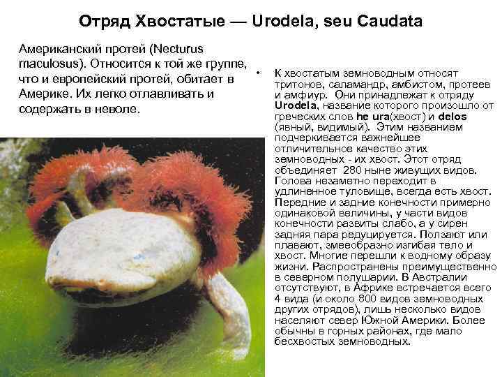 Отряд Хвостатые — Urodela, seu Caudata Американский протей (Necturus maculosus). Относится к той же