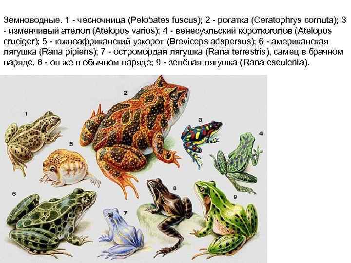 Земноводные. 1 чесночница (Pelobates fuscus); 2 рогатка (Ceratophrys cornuta); 3 изменчивый ателоп (Atelopus varius);