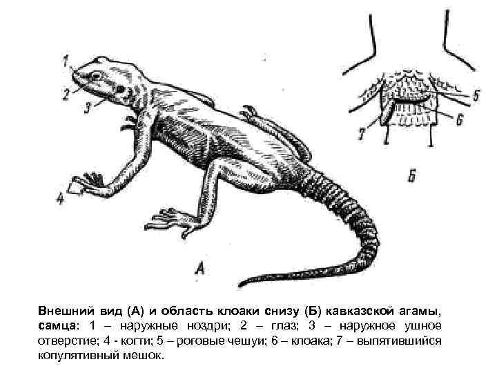 Внешний вид (А) и область клоаки снизу (Б) кавказской агамы, самца: 1 – наружные