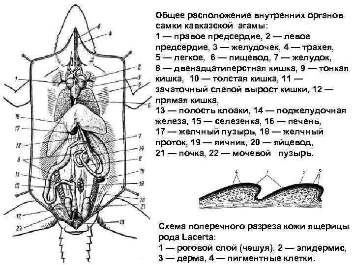 Общее расположение внутренних органов самки кавказской агамы: 1 — правое предсердие, 2 — левое