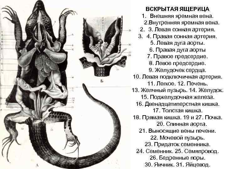 ВСКРЫТАЯ ЯЩЕРИЦА 1. Внешняя яремная вена. 2. Внутренняя яремная вена. 2. 3. Левая сонная