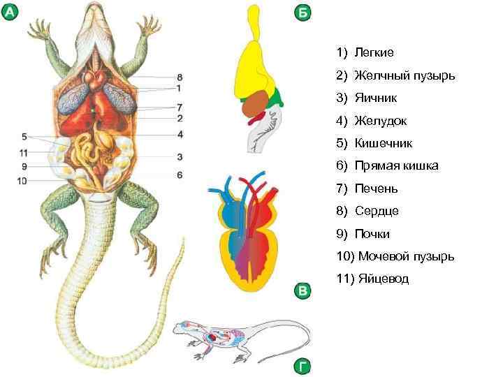 1) Легкие 2) Желчный пузырь 3) Яичник 4) Желудок 5) Кишечник 6) Прямая кишка