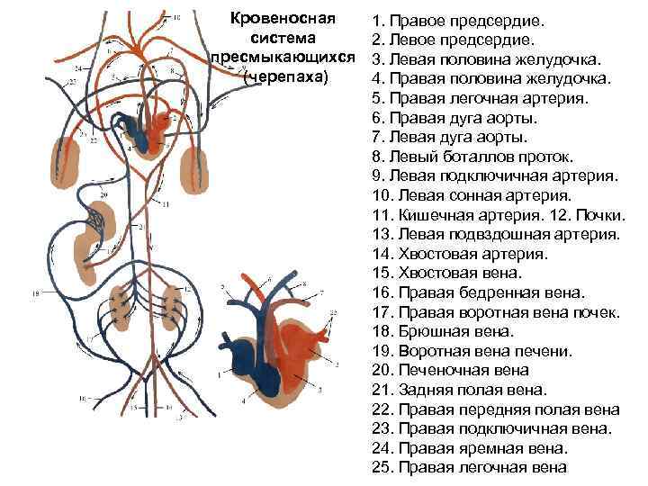 Кровеносная система пресмыкающихся (черепаха) 1. Правое предсердие. 2. Левое предсердие. 3. Левая половина желудочка.