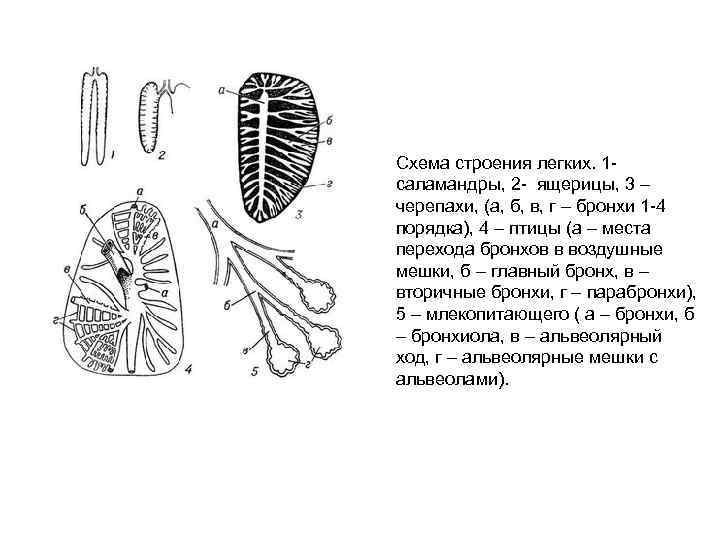 Схема строения легких. 1 саламандры, 2 ящерицы, 3 – черепахи, (а, б, в, г