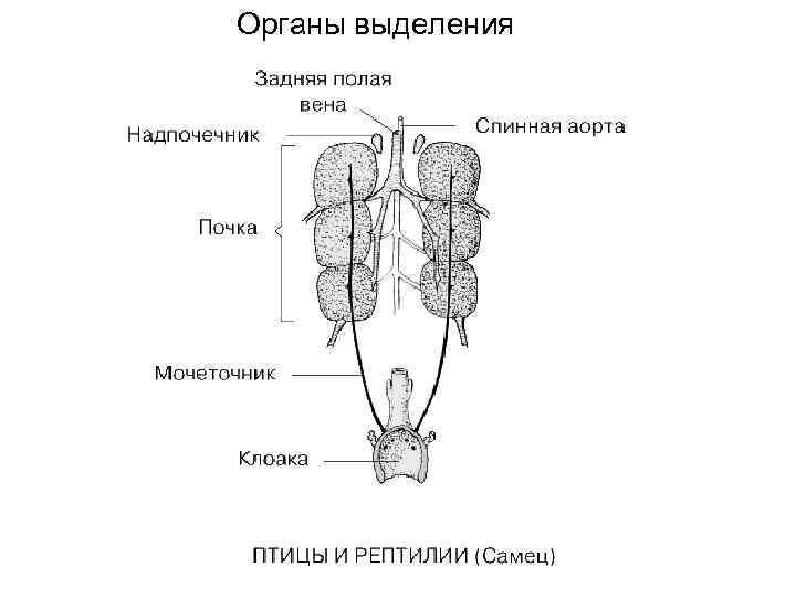 Органы выделения 