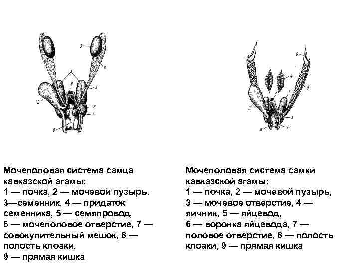 Мочеполовая система самца кавказской агамы: 1 — почка, 2 — мочевой пузырь. 3—семенник, 4