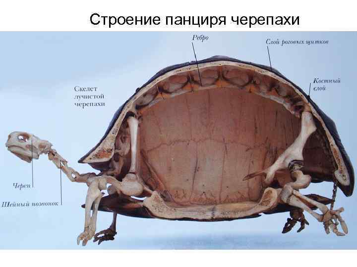 Строение панциря черепахи 