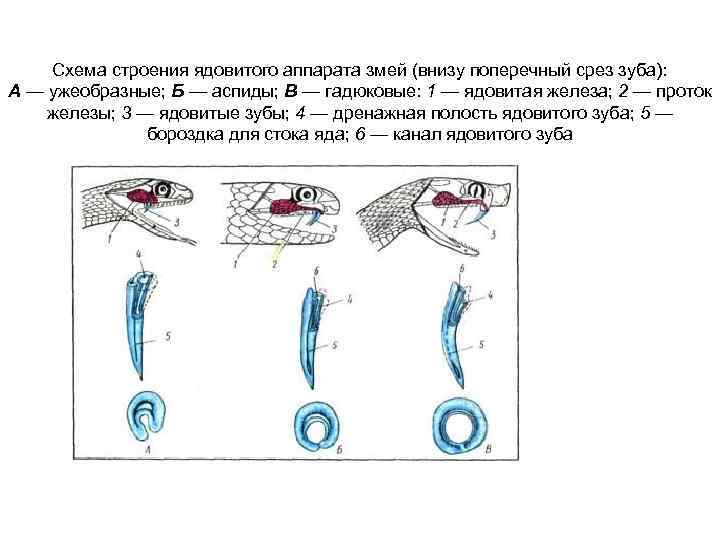 Разнообразие ротовых аппаратов развитие вторичной полости тела