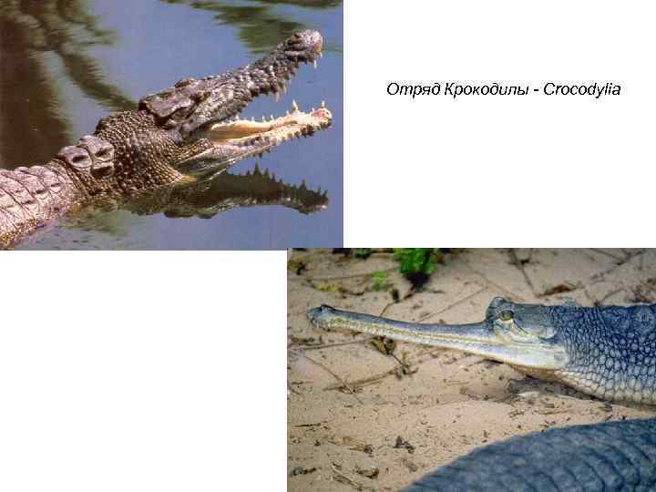 Отряд Крокодилы - Crocodylia 