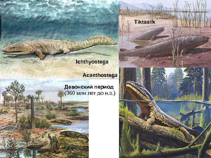 Tiktaalik Ichthyostega Acanthostega Девонский период (360 млн лет до н. э. ) 