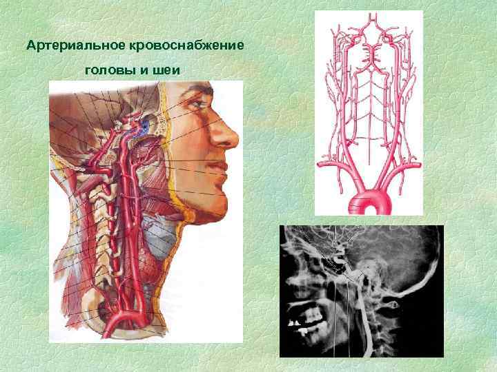 Артериальное кровоснабжение головы и шеи 