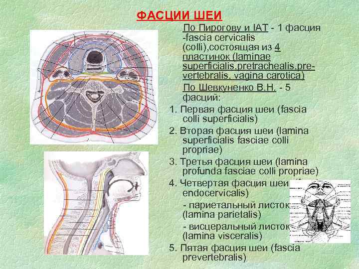 ФАСЦИИ ШЕИ По Пирогову и IAT - 1 фасция -fascia cervicalis (colli), состоящая из