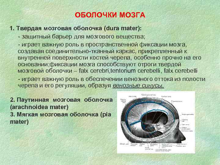 ОБОЛОЧКИ МОЗГА 1. Твердая мозговая оболочка (dura mater): - защитный барьер для мозгового вещества;