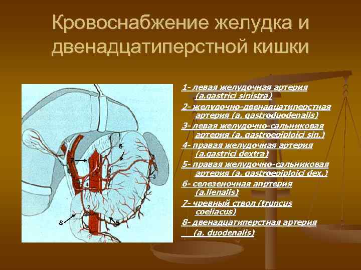 Кровоснабжение желудка и двенадцатиперстной кишки 6 7 8 5 1 - левая желудочная артерия