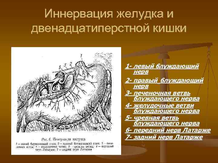 Иннервация желудка и двенадцатиперстной кишки 1 - левый блуждающий нерв 2 - правый блуждающий