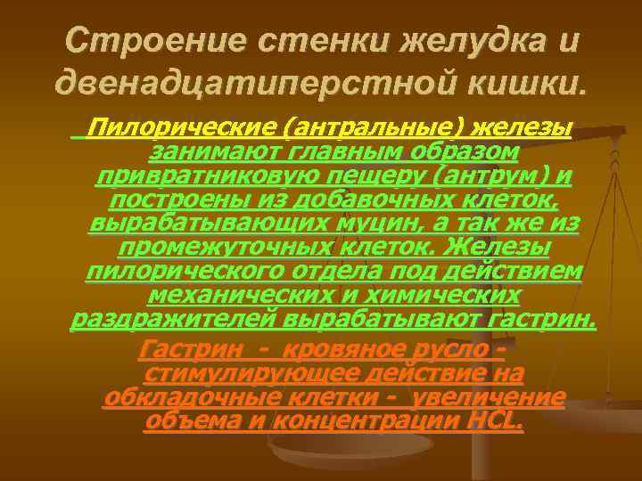 Строение стенки желудка и двенадцатиперстной кишки. Пилорические (антральные) железы занимают главным образом привратниковую пещеру