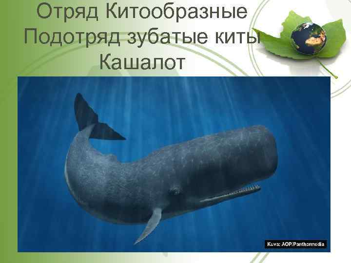 Отряд Китообразные Подотряд зубатые киты Кашалот 