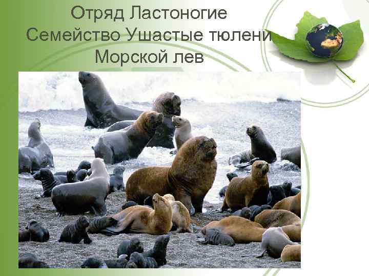 Отряд Ластоногие Семейство Ушастые тюлени Морской лев 