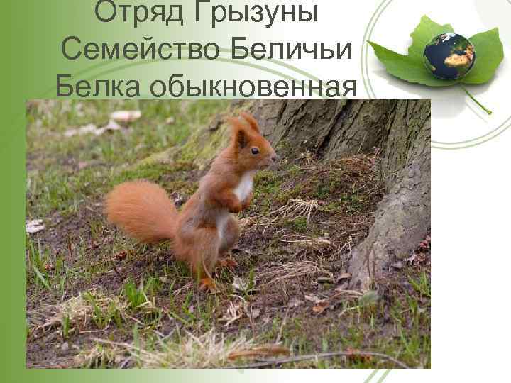 Отряд Грызуны Семейство Беличьи Белка обыкновенная 