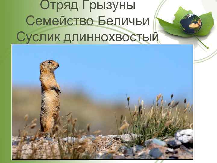 Отряд Грызуны Семейство Беличьи Суслик длиннохвостый 