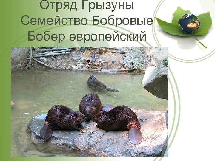 Отряд Грызуны Семейство Бобровые Бобер европейский 