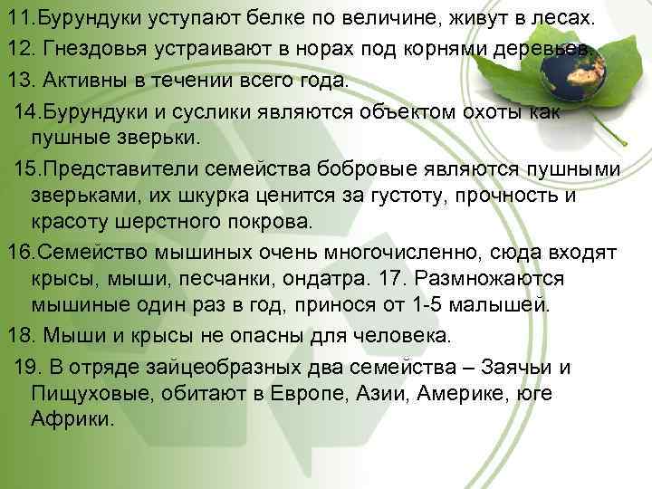 11. Бурундуки уступают белке по величине, живут в лесах. 12. Гнездовья устраивают в норах