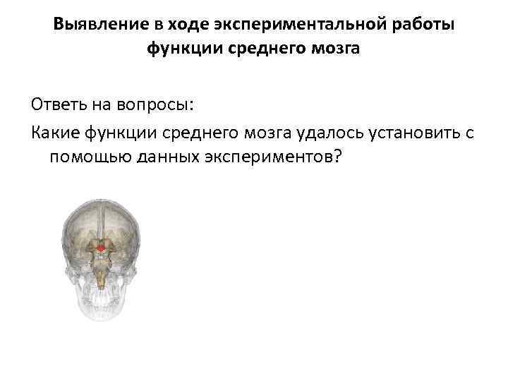 Выявление в ходе экспериментальной работы функции среднего мозга Ответь на вопросы: Какие функции среднего