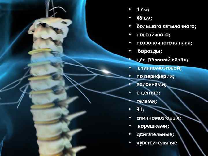  • • • • • 1 см; 45 см; большого затылочного; поясничного; позвоночного